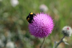 Bombus zonatus