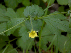 Geum urbanum