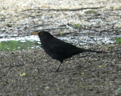 Turdus merula