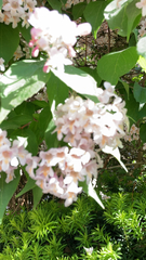 Kolkwitzia amabilis