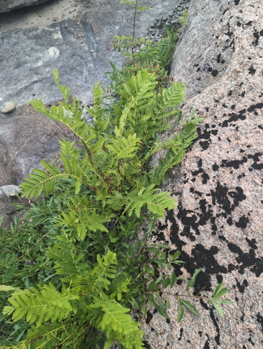 tansy