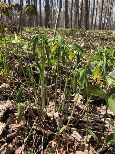 Largeflower bellwort (Uvularia grandiflora)