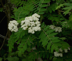 Sorbus aucuparia