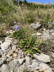 Scabiosa silenifolia