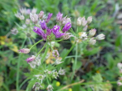 Allium drummondii