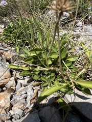 Scabiosa silenifolia, photograph author not stated, no rights reserved