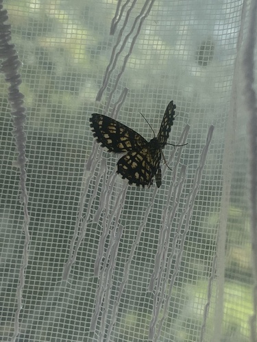 Latticed Heath