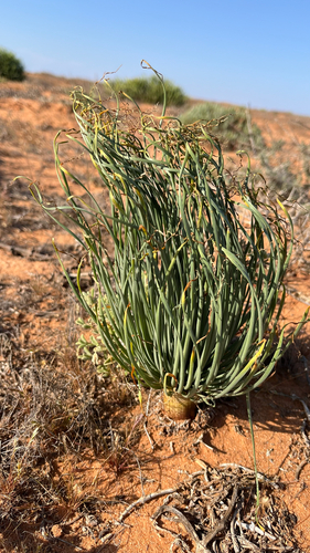 Gethyllis grandiflora