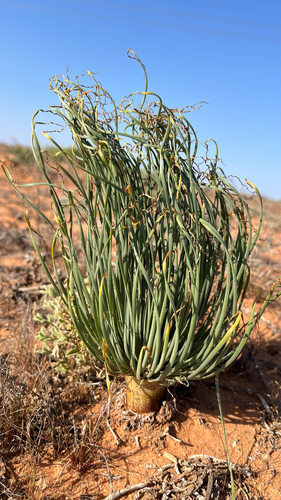 Gethyllis grandiflora
