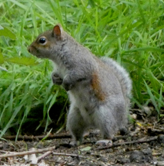 Sciurus carolinensis