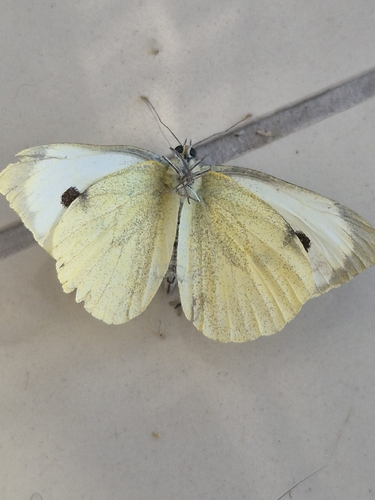 Large White