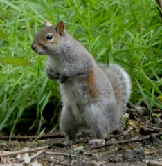 Sciurus carolinensis