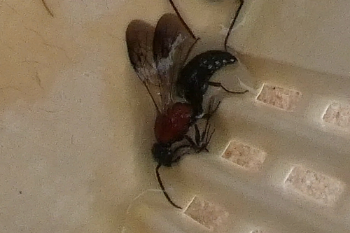 Smicromyrme pusillus