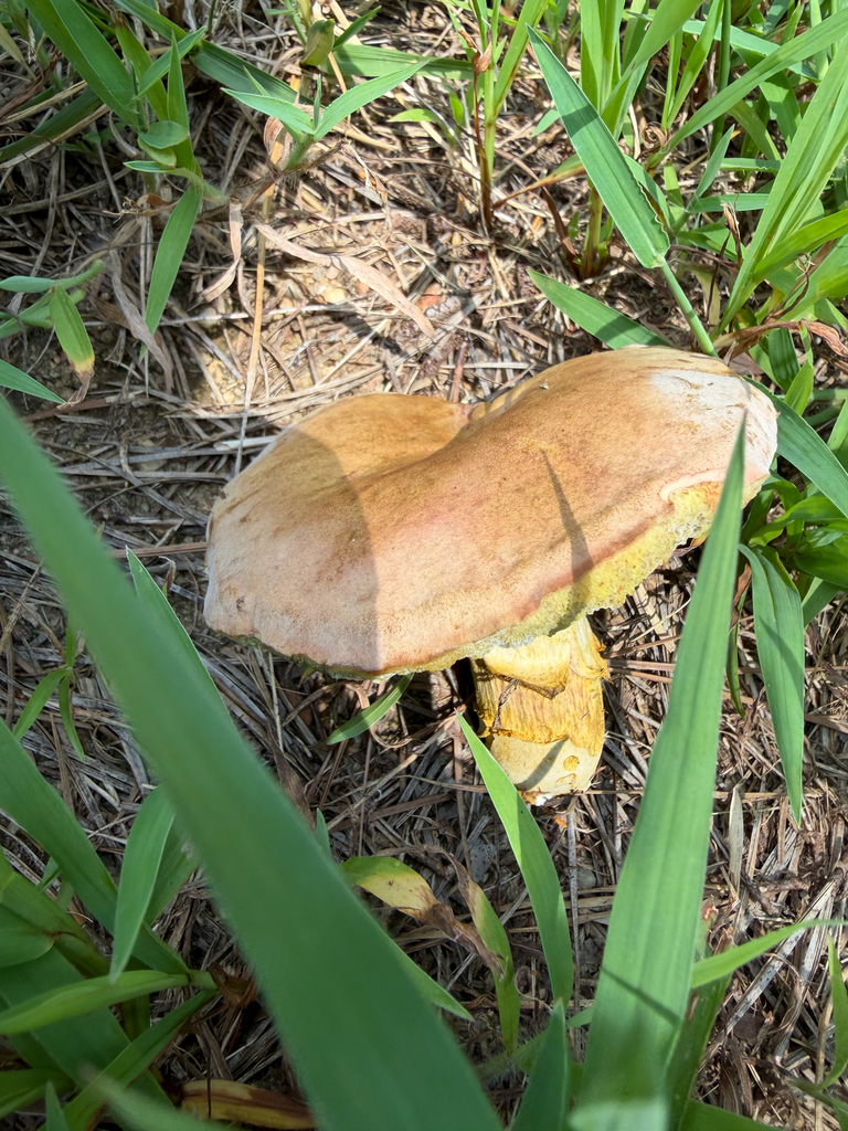 Porcini and Allies