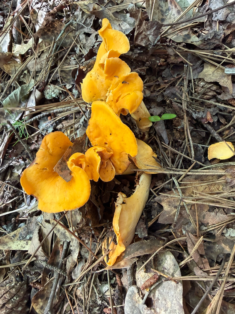 Smooth Chanterelle