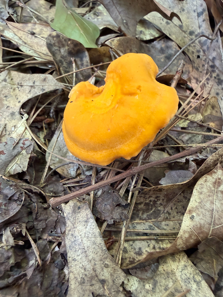 Smooth Chanterelle