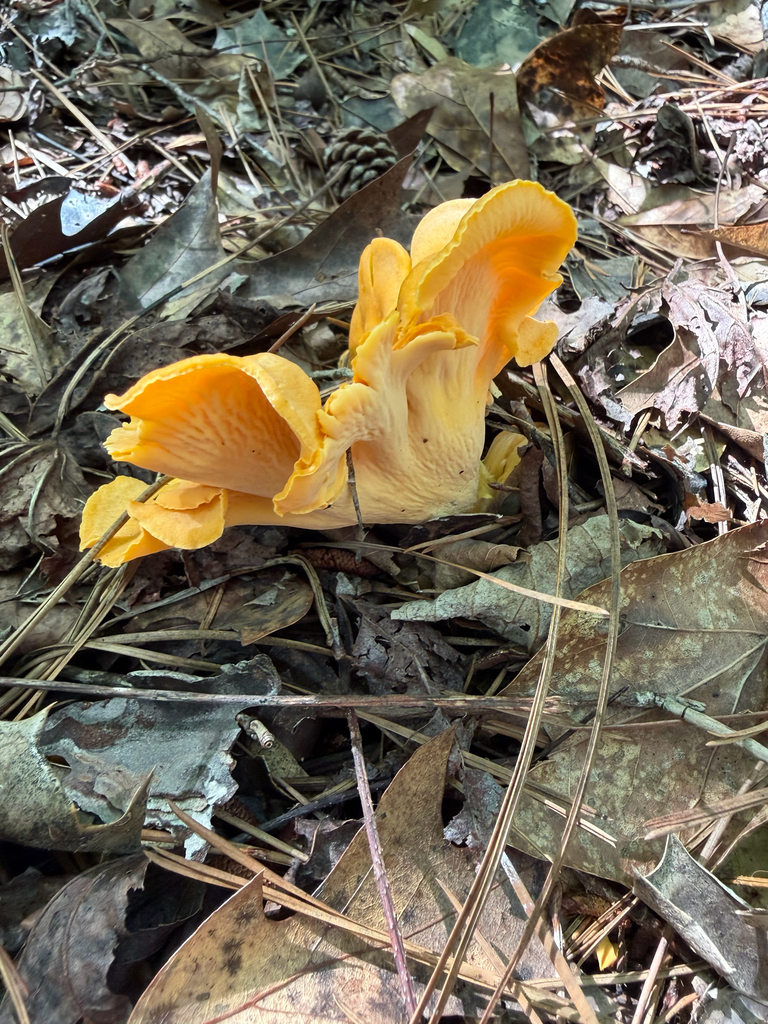 Smooth Chanterelle