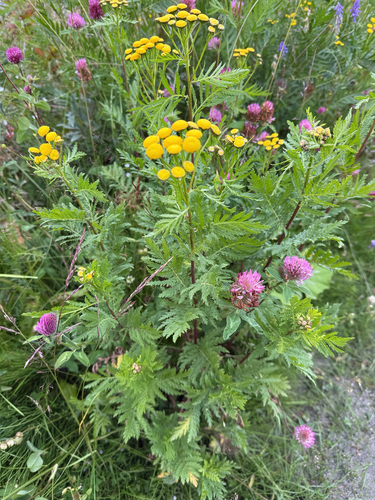 Common Tansy
