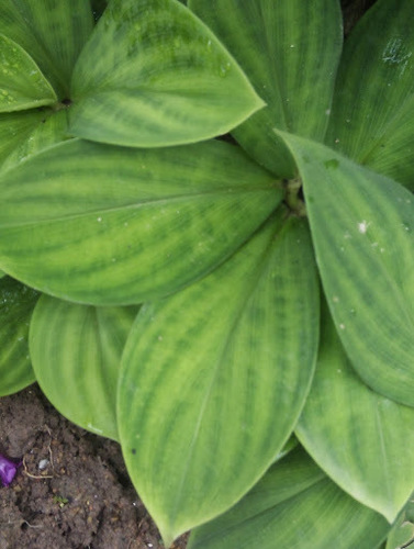 Costus malortieanus