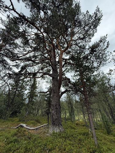 Scots pine