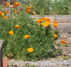 Eschscholzia californica