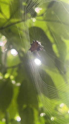 Spinybacked Orbweaver