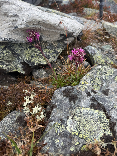 Viscaria alpina, photograph 6
