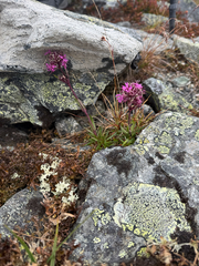 Viscaria alpina, photograph (c) Sarah Kirn, some rights reserved (CC BY)