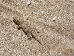 Liolaemus multimaculatus