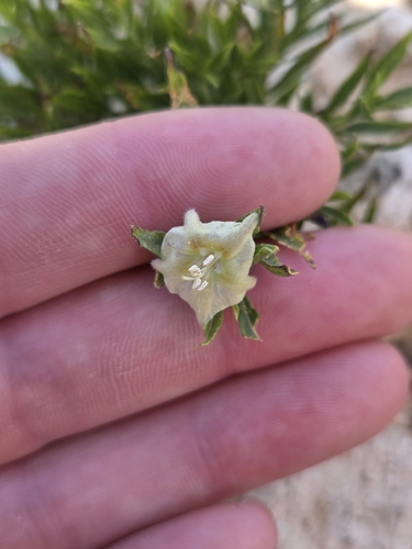 Chamaesaracha edwardsiana