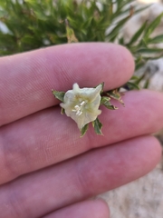 Chamaesaracha edwardsiana