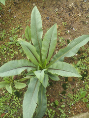 Magnoliopsida