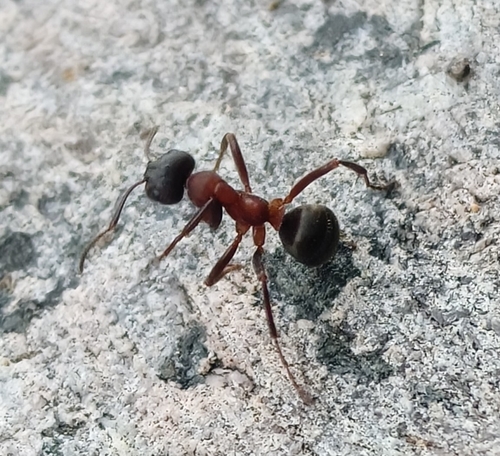 Blood-red Field Ant