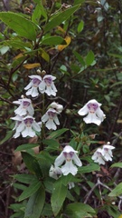 author not stated, no rights reserved Prostanthera lasianthos, photograph author not stated, no rights reserved
