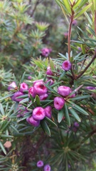 Cyathodes glauca, photograph author not stated, no rights reserved