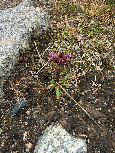 Viscaria alpina, photograph 5