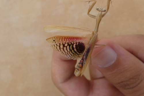 Mediterranean Mantis