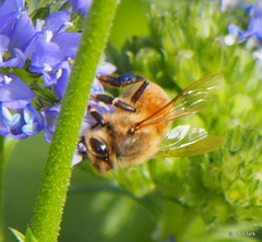 Apis mellifera