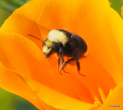 Bombus vosnesenskii