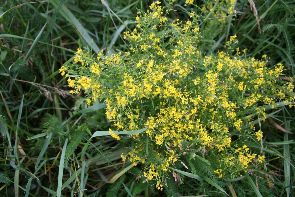 Rorippa prolifera
