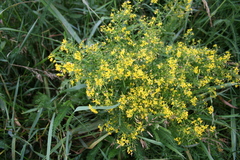 Rorippa prolifera