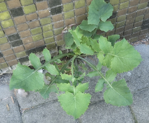 Common Sow-thistle