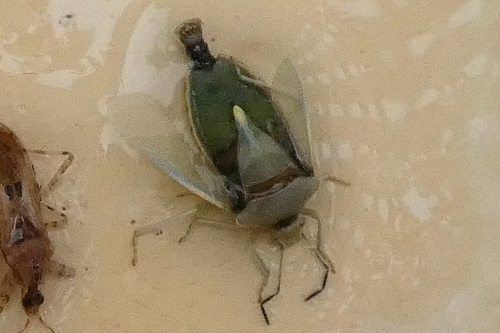 Brachynema germarii