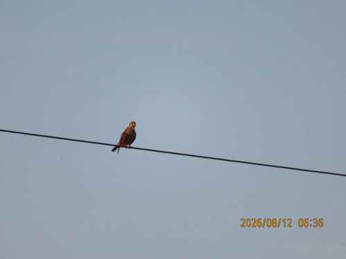 American Kestrel