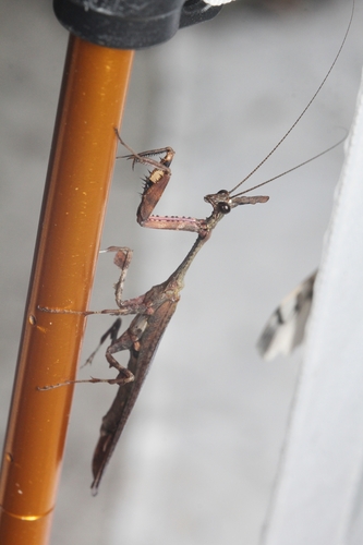 Phyllothelys tengchongense