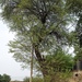 Acacia nilotica