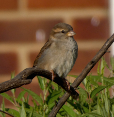 Passer domesticus