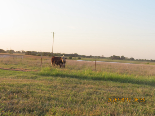 Domestic Cattle