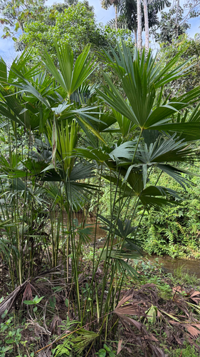 Carludovica palmata observed 2026-08-13
