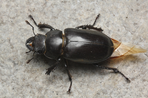 Lucanus thibetanus singularis